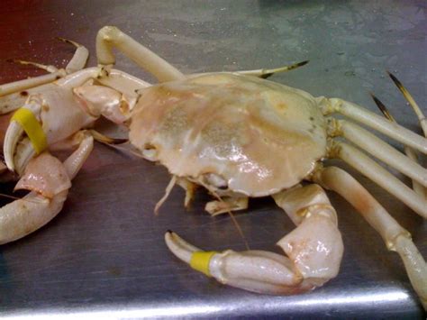 Golden Crab 1xbet