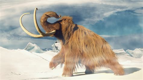Mammoth Tundra betsul