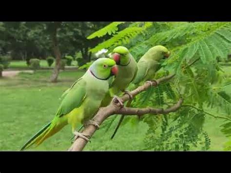 Triple Parrot brabet